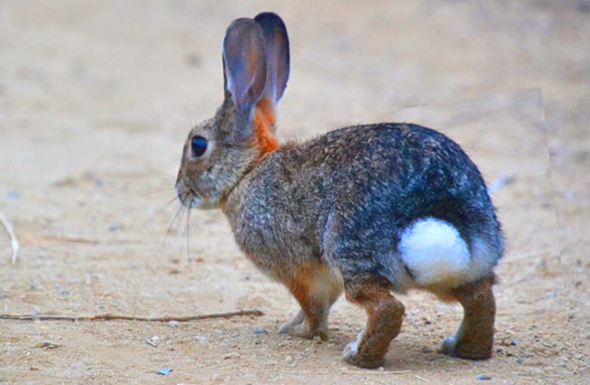 Cottontail rabbit Photo by: Tracie Hall https://creativecommons.org/licenses/by/2.0/ 