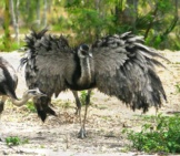 Large Rhea Showing Off His Intimidating Wings Photo By: Matthew Hoelscher Https://Creativecommons.org/Licenses/By-Sa/2.0/ 