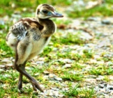 Rhea Chick Making His Way Back To His Father Photo By: Oliver Magritzer Https://Pixabay.com/Photos/Rhea-Bird-Flightless-Bird-Close-Up-4212706/ 