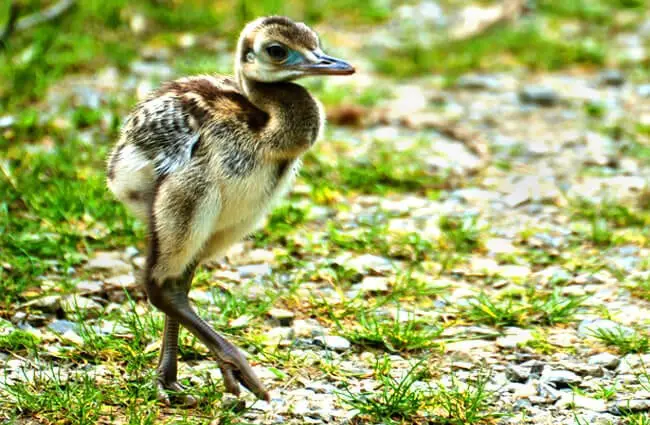 Rhea chick making his way back to his father Photo by: Oliver Magritzer https://pixabay.com/photos/rhea-bird-flightless-bird-close-up-4212706/ 