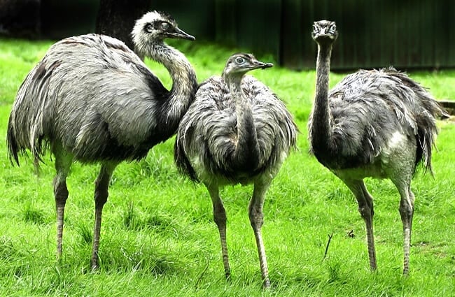 A trio of Rheas Photo by: Wolfgang Eckert https://pixabay.com/photos/rhea-bird-flightless-bird-portrait-3053147/ 