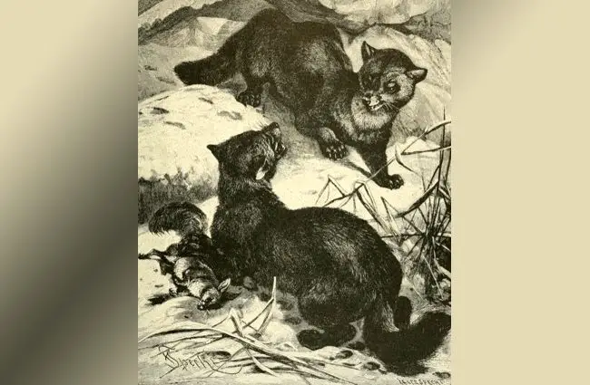 Drawing: &quot;Sables squabbling&quot; by: Alfred Brehm, from &quot;Brehm&#039;s Life of Animals : a Complete Natural History for Popular Home Instruction and for the Use of Schools&quot; [Public domain] 