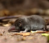 Searching For Food Photo By: Ralph Häusler Https://Pixabay.com/Photos/Shrew-Mouse-Grey-Nature-Rodent-1339117/ 