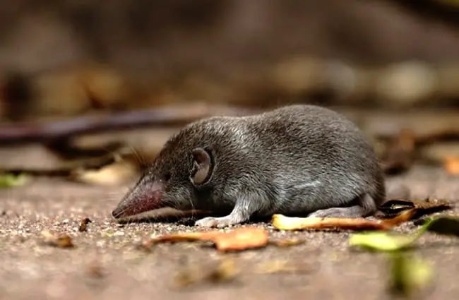 shrew-description-habitat-image-diet-and-interesting-facts