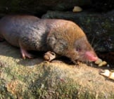 Short-Tailed Shrewphoto By: Gilles Gonthierhttps://Creativecommons.org/Licenses/By/2.0/