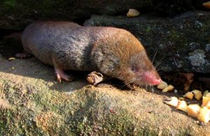 Short-tailed ShrewPhoto by: Gilles Gonthierhttps://creativecommons.org/licenses/by/2.0/