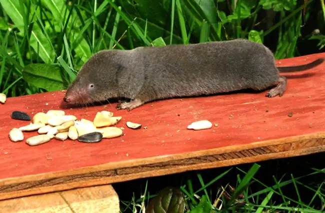 Short-tailed Shrew Photo by: Gilles Gonthier https://creativecommons.org/licenses/by/2.0/