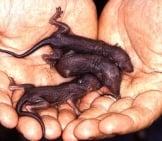 Baby Tree Shrews Photo By: Public.resource.org Https://Creativecommons.org/Licenses/By/2.0/ 