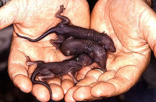 Baby Tree Shrews Photo by: Public.Resource.Org https://creativecommons.org/licenses/by/2.0/ 