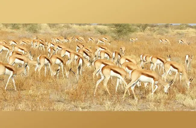 Springbok herd grazing Photo by: Gregory &quot;Slobirdr&quot; Smith https://creativecommons.org/licenses/by-sa/2.0/ 