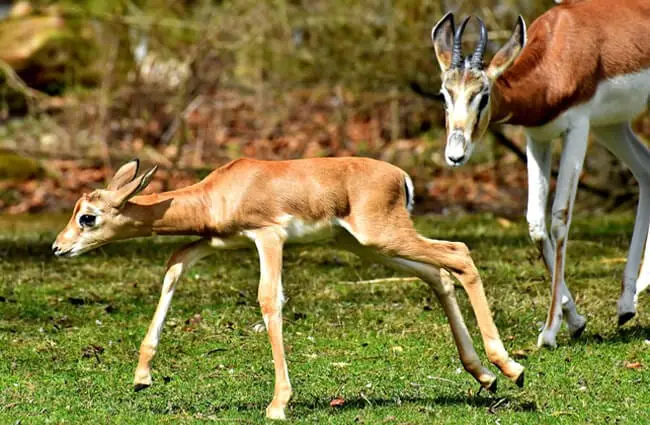 Теленок спрингбока Фото: Alexas_Fotos https://pixabay.com/photos/gazelles-young-animal-wild-animals-3372942/