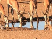Bachelor Springbok herd at the water holePhoto by: Gary Simonshttps://pixabay.com/photos/springbok-drinking-waterhole-1630317/
