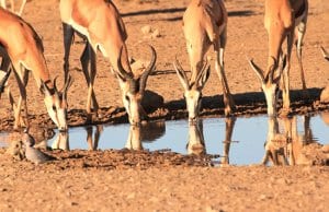 Bachelor Springbok herd at the water holePhoto by: Gary Simonshttps://pixabay.com/photos/springbok-drinking-waterhole-1630317/