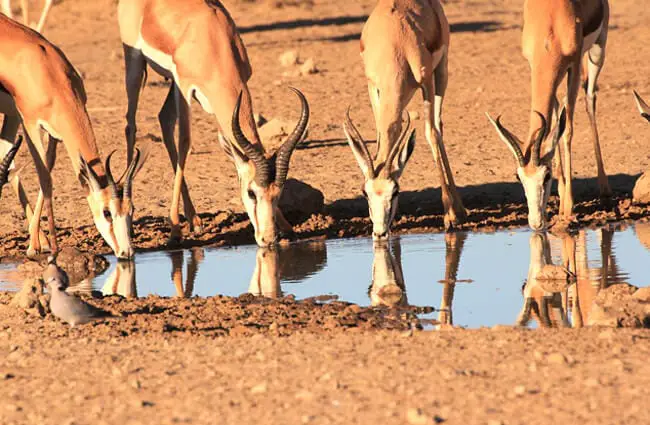 springbok animal