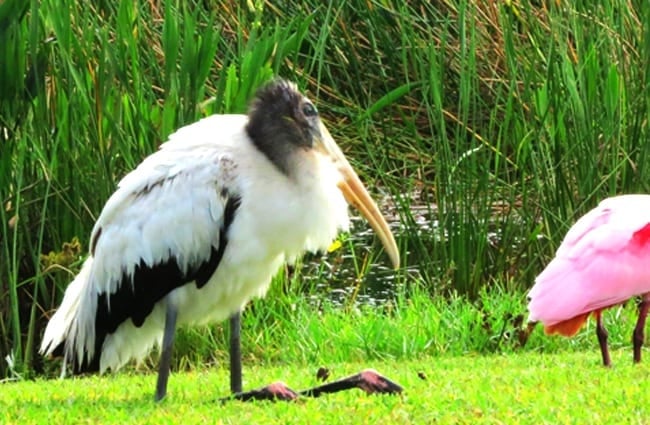 Wood Stork Photo by: Susan Young, public domain