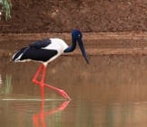 Female Black-Necked Stork, Also Known As The &Quot;Jabiruphoto By: Graham Winterfloodhttps://Creativecommons.org/Licenses/By-Sa/2.0/