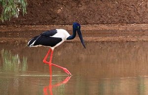 female Black-necked Stork, also known as the "JabiruPhoto by: Graham Winterfloodhttps://creativecommons.org/licenses/by-sa/2.0/