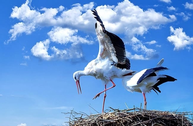 A Stork couple finishing up their nest Photo by: Michael Schwarzenberger https://pixabay.com/photos/stork-bird-animal-flying-838424/ 