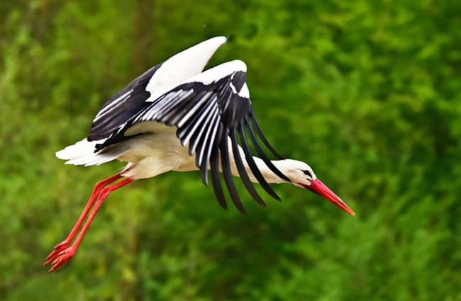 A beautiful Stork taking flight Photo by: Mabel Amber, still incognito... https://pixabay.com/photos/stork-bird-animal-flight-wing-4187520/ 