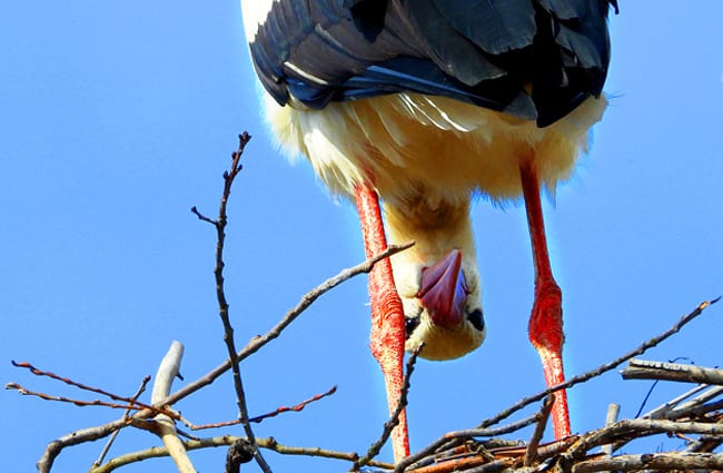 Peek-a-Boo! This silly Stork is watching you! Photo by: satynek https://pixabay.com/photos/stork-bird-socket-spring-4098979/ 