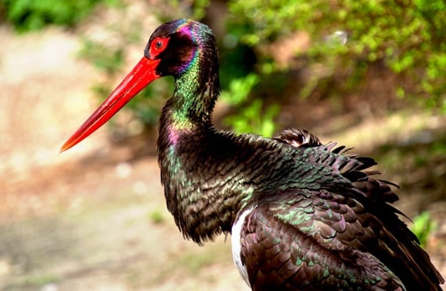 Black Stork Photo by: 5598375 https://pixabay.com/photos/stork-black-stork-animal-world-3345523/ 