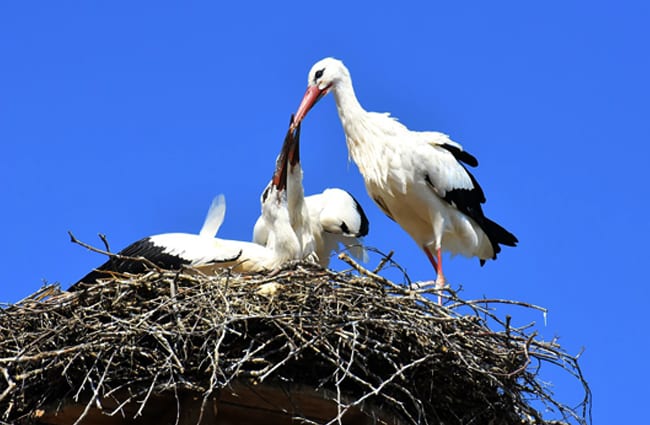 Stork parent feeding some very large babies! Photo by: Alexas_Fotos https://pixabay.com/photos/stork-feed-young-animals-wing-3564786/ 