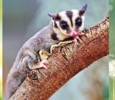 Sugar Glider Pausing For A Picphoto By: (C) Reeed Www.fotosearch.com