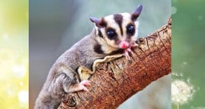 Sugar Glider pausing for a picPhoto by: (c) Reeed www.fotosearch.com