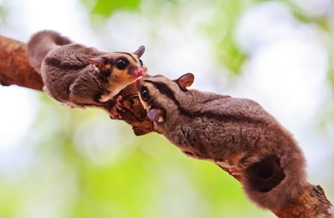 A pair of beautiful Sugar Gliders Photo by: (c) Reeed www.fotosearch.com 