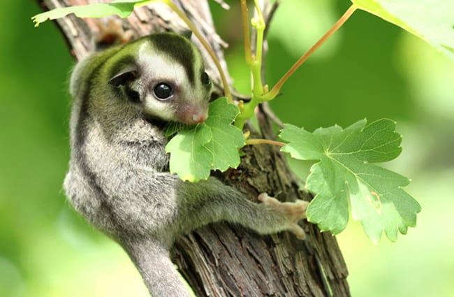 Sugar Glider clinging to a small tree Photo by: (c) praisaeng www.fotosearch.com