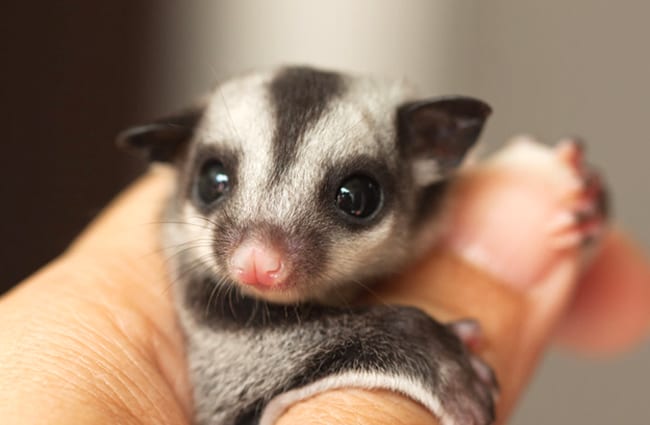 Pet Sugar Glider Photo by: (c) praisaeng www.fotosearch.com