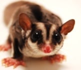 Portrait Of A Sugar Glider Photo By: Garretttt Https://Creativecommons.org/Licenses/By-Sa/2.0/ 