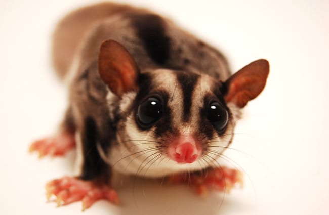 Portrait of a Sugar Glider Photo by: GarrettTT https://creativecommons.org/licenses/by-sa/2.0/ 