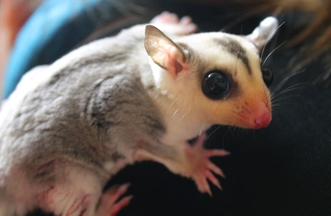 Pet Sugar Glider Photo by: Mariposa Veterinary Wellness Center in Lenexa, KS https://creativecommons.org/licenses/by-sa/2.0/ 