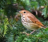 Hermit Thrush In A Fir Treephoto By: Andy Reago &Amp; Chrissy Mcclarrenhttps://Creativecommons.org/Licenses/By/2.0/