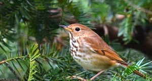 Hermit Thrush in a fir treePhoto by: Andy Reago & Chrissy McClarrenhttps://creativecommons.org/licenses/by/2.0/