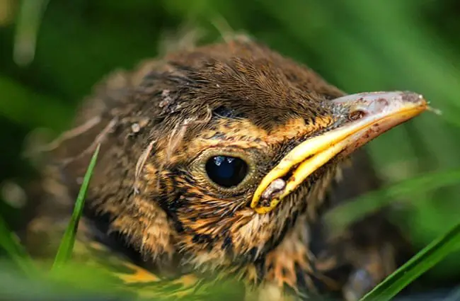 Baby Thrush Photo by: Papooga https://creativecommons.org/licenses/by/2.0/ 