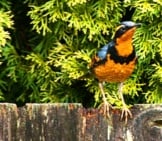 Varied Thrush Photo By: Sam May Https://Creativecommons.org/Licenses/By/2.0/ 