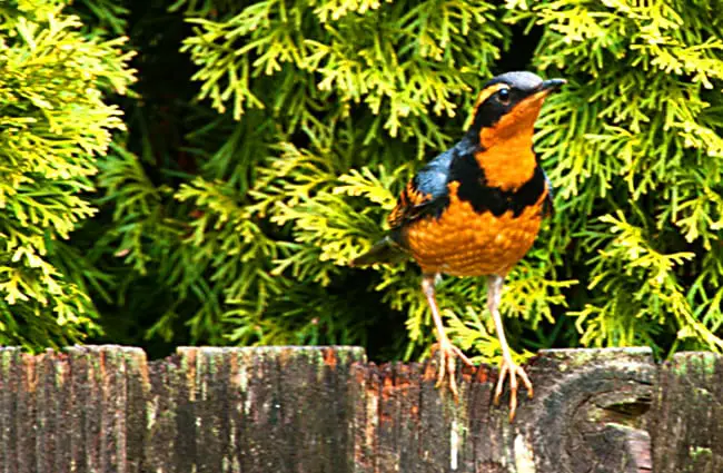 Varied Thrush Photo by: sam may https://creativecommons.org/licenses/by/2.0/ 