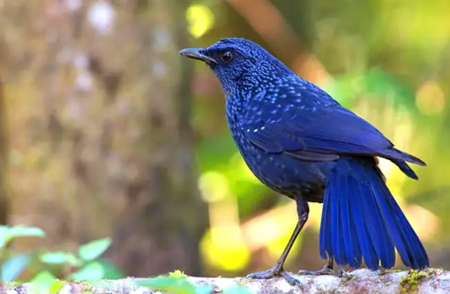 Blue Whistling Thrush Photo by: Jason Thompson https://creativecommons.org/licenses/by/2.0/ 