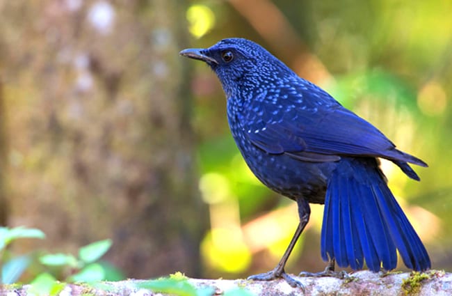 Blue Whistling Thrush Photo by: Jason Thompson https://creativecommons.org/licenses/by/2.0/ 