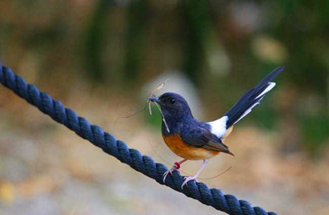 White-Rumped Shama or Shama Thrush Photo by: cuatrok77 https://creativecommons.org/licenses/by/2.0/ 