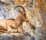 West Caucasian Tur Goat On A Rock Ledge Photo By: (C) Curioso_Travel_Photo Www.fotosearch.com
