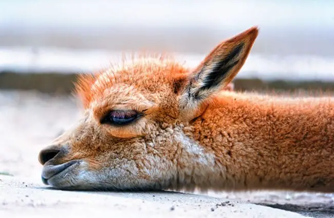Baby Vicuna -- all tuckered out! Photo by: Tambako The Jaguar https://creativecommons.org/licenses/by-nd/2.0/ 