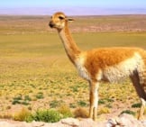 A Wild Vicuna On The Roadside Photo By: Dlr German Aerospace Center Https://Creativecommons.org/Licenses/By-Nd/2.0/ 