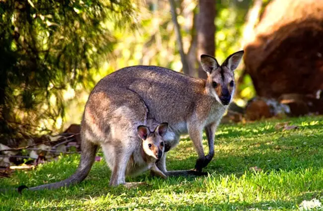 Rednecked Wallaby mom with Joey in her pouch Photo by: sandid https://pixabay.com/photos/wallabies-kangaroo-rednecked-wallaby-411548/ 