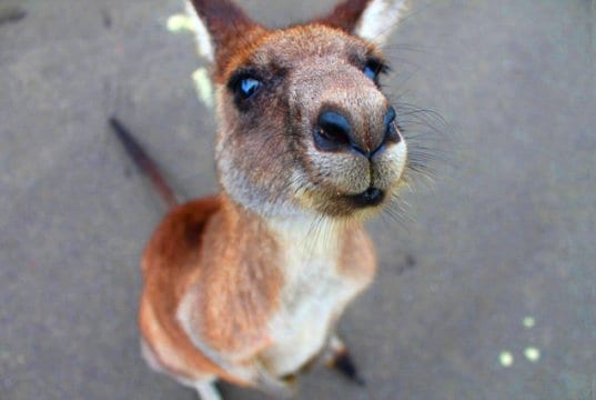 Wallaby selfie!