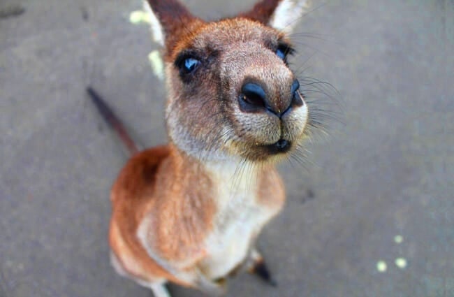 Wallaby selfie!