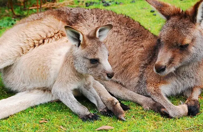 Мать Валлаби отдыхает на солнце Фото: LoneWombatMedia https://pixabay.com/photos/kangaroo-joey-wallaby-baby-cute-802458/