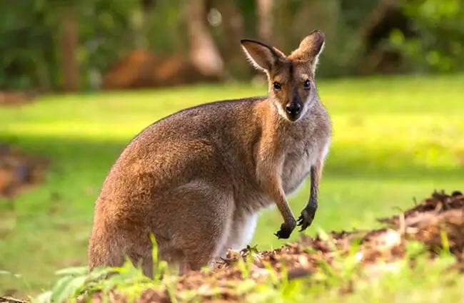 Portrait of a Rednecked Wallaby Photo by: sandid https://pixabay.com/photos/wallaby-rednecked-wallaby-fur-brown-2454033/ 